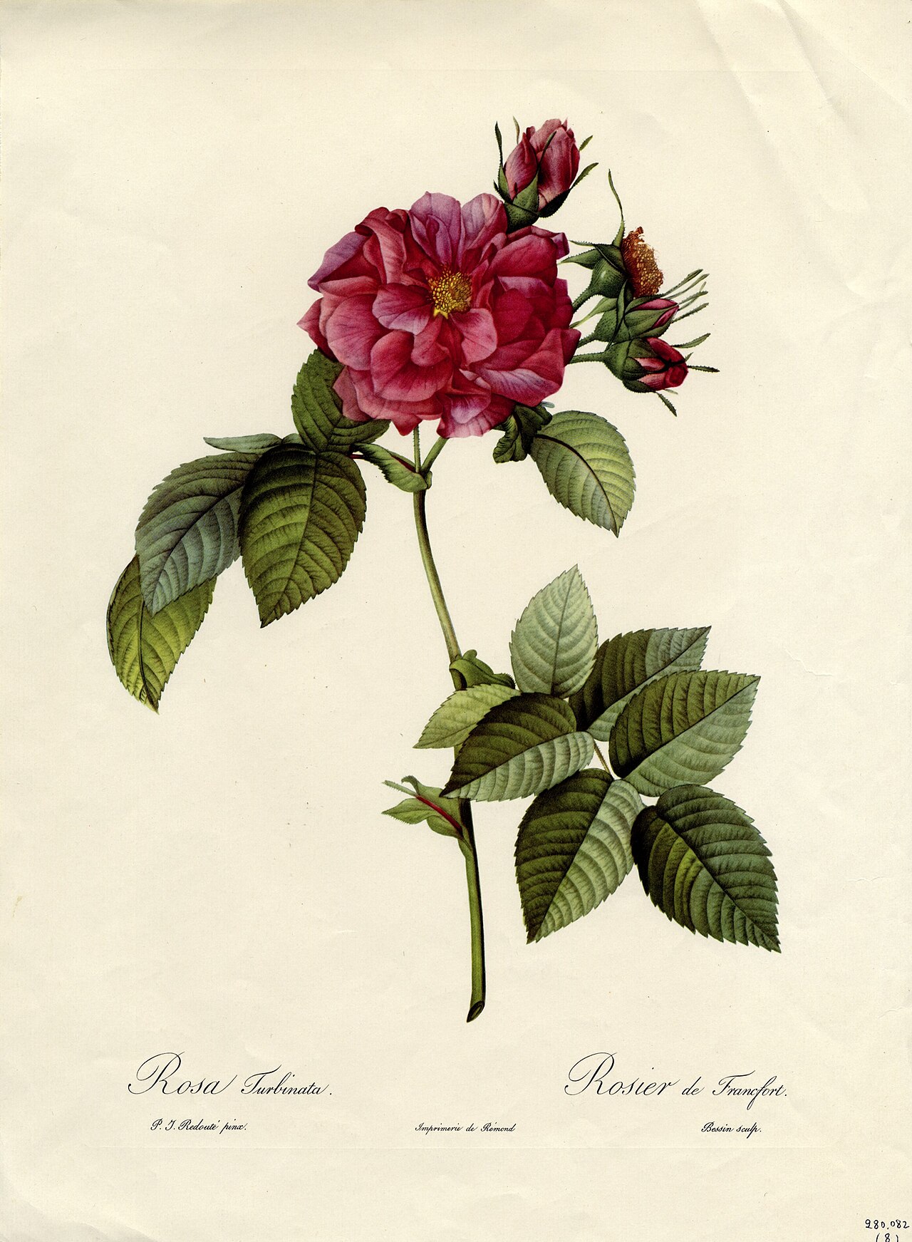 A historical botanical plate of a pink rose with green leaves by Pierre-Joseph Redouté